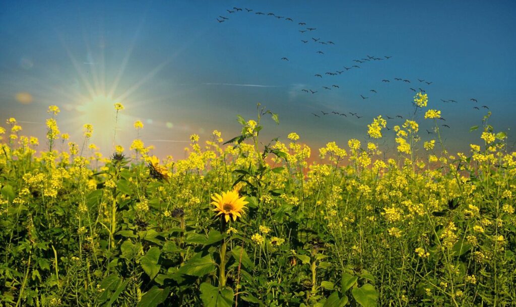 Ein Feld mit gelben Blumen unter einem blauen Himmel, die Sonne scheint und in der Ferne fliegt ein Vogelschwarm.