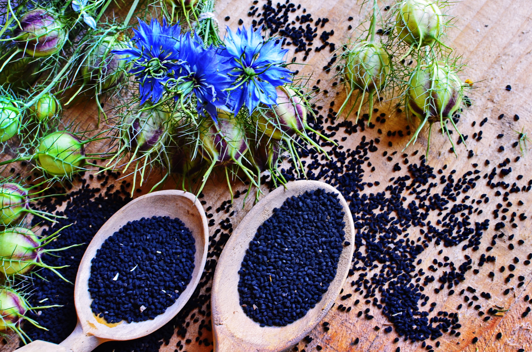 Mit Schwarzkümmelsamen (Nigella sativa) gefüllte Holzlöffel liegen auf einer Holzfläche, umgeben von blauen Blüten und grünen Samenkapseln, auf denen weitere Samen verstreut sind.