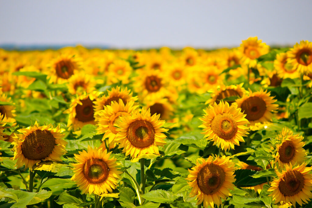 Ein großes Feld mit blühenden Sonnenblumen mit leuchtend gelben Blütenblättern und grünen Blättern unter einem klaren Himmel.