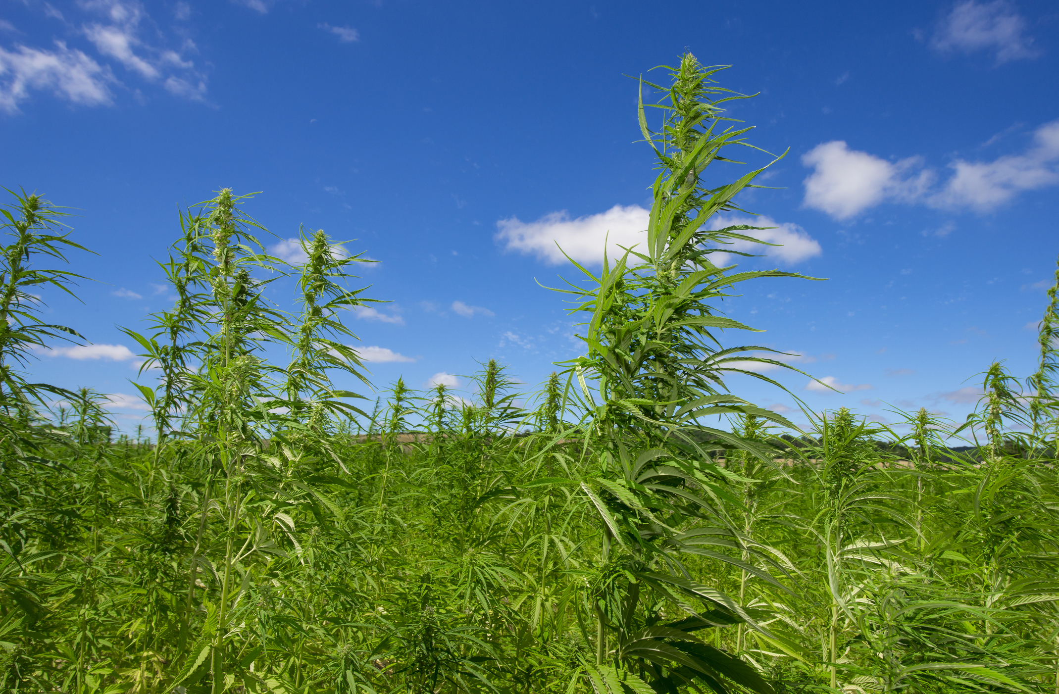 Hohe grüne Hanfpflanzen wachsen auf einem Feld unter einem blauen Himmel mit vereinzelten weißen Wolken.