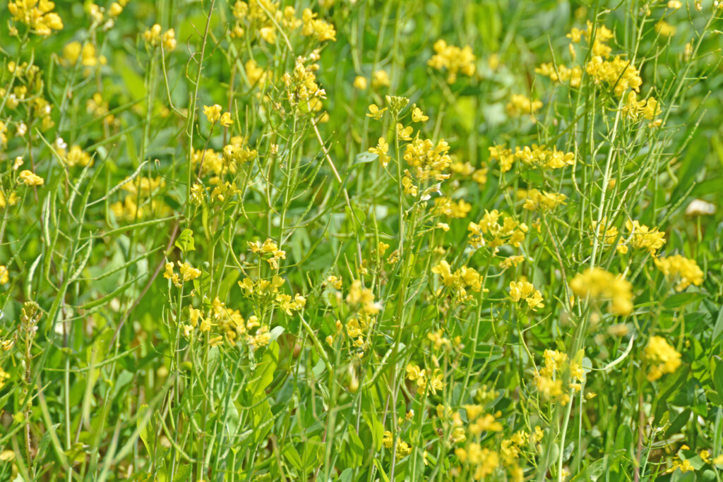 Nahaufnahme eines Feldes mit grünem Laub und zahlreichen kleinen gelben Wildblumen in Blüte.