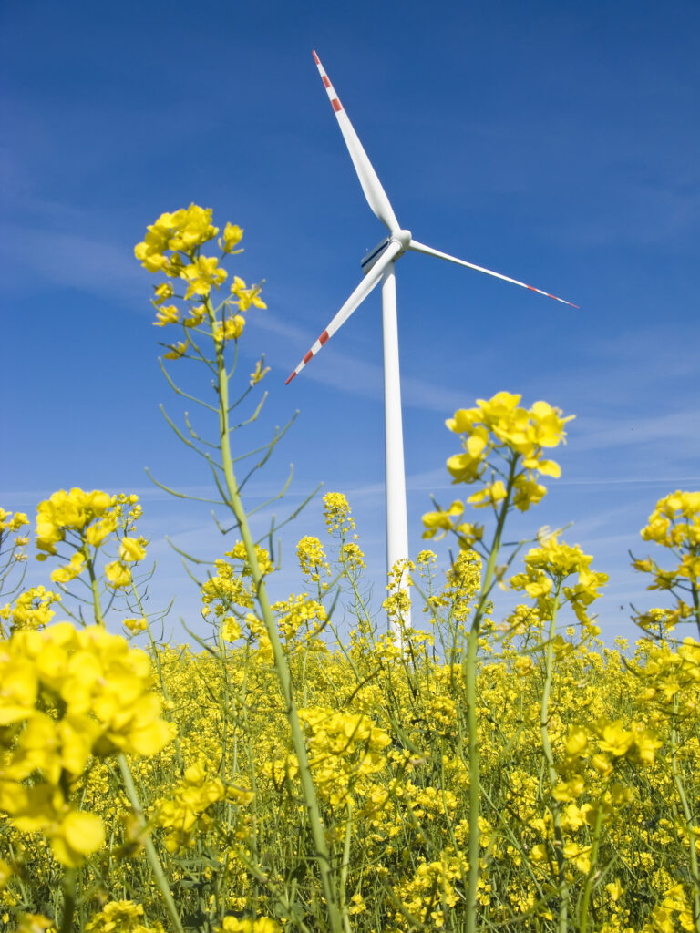 Eine Windkraftanlage steht in einem Feld mit gelb blühenden Pflanzen unter einem klaren blauen Himmel und verkörpert eine stille Philosophie der Harmonie zwischen Technik und Natur.