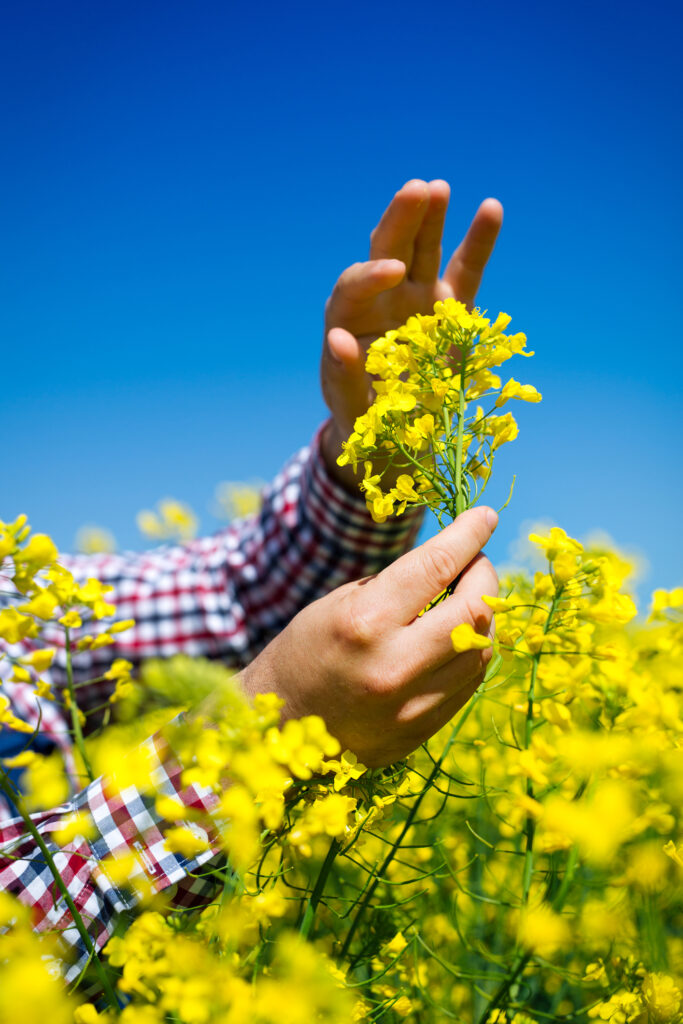 Eine Person in einem karierten Hemd betrachtet eine gelbe Rapsblüte auf einem Feld unter einem klaren blauen Himmel und denkt über die einfache Philosophie der Schönheit der Natur nach.