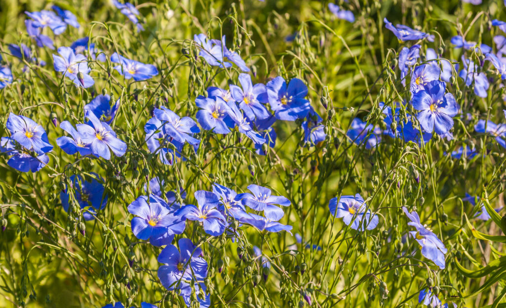 Ein Büschel blauer Flachsblüten mit je fünf Blütenblättern, die zwischen grünen Stängeln und Blättern im hellen Sonnenlicht wachsen.