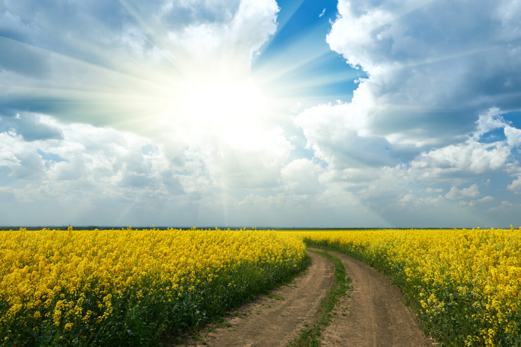 Eine unbefestigte Straße schlängelt sich durch ein Feld mit gelben Blumen unter einer hellen Sonne, deren Strahlen durch den teilweise bewölkten Himmel scheinen.